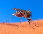 Bài tập dịch 31 - 蚊子是生态系统中不可或缺的组成部分